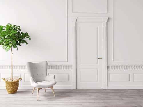 Planta y silla en una habitación blanca