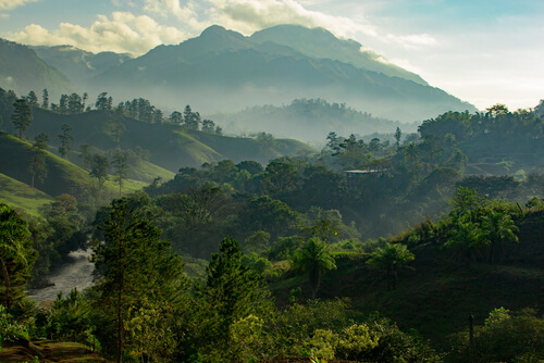 Selva