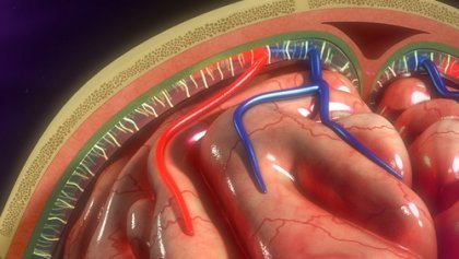 Meninges: características y funciones