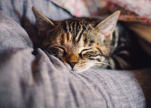 Gato representando el dormir con nuestras mascotas