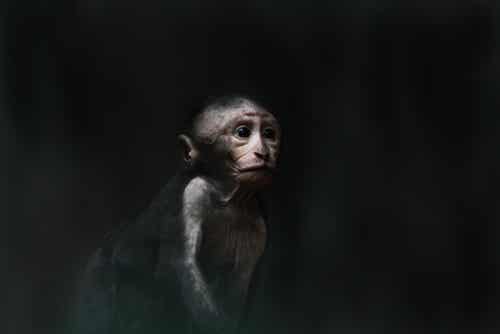 El pozo de la desesperanza: un impresionante experimento con monos