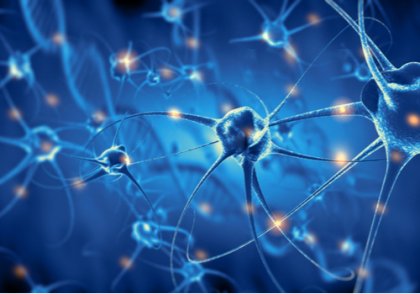 Psicobiología: características y ramas