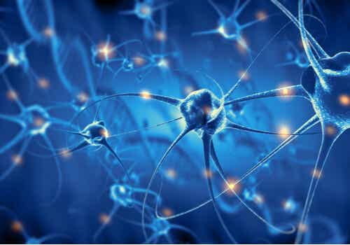 Neuronas del cerebro para representar la psicobiología