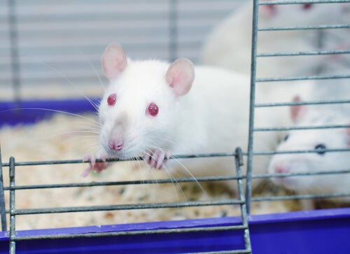 El sorprendente experimento del parque de las ratas