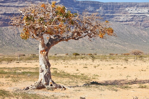 Árbol de Mirra