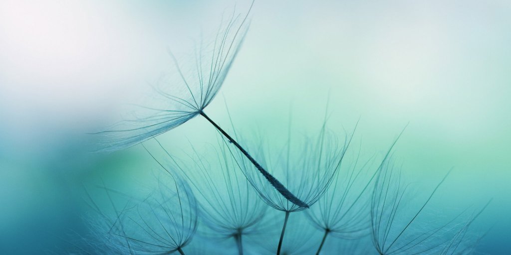 Diente de león simbolizando a las mentes calmadas