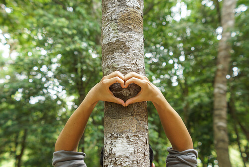 Manos haciendo un corazón sobre un árbol