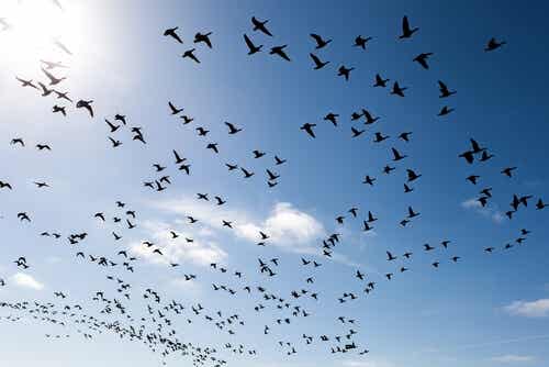 Ornitofobia o fobia a los pájaros: ¿en qué consiste?