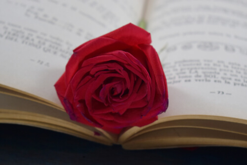 Rosa sobre un libro