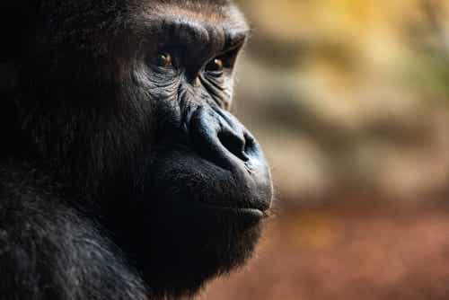 Tres impresionantes ritos funerarios de los gorilas