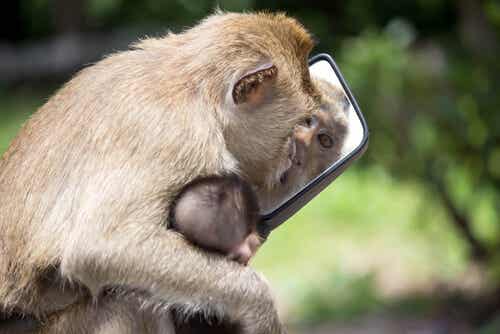 Mono con un espejo
