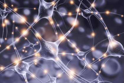 ¿Qué es la migración neuronal?