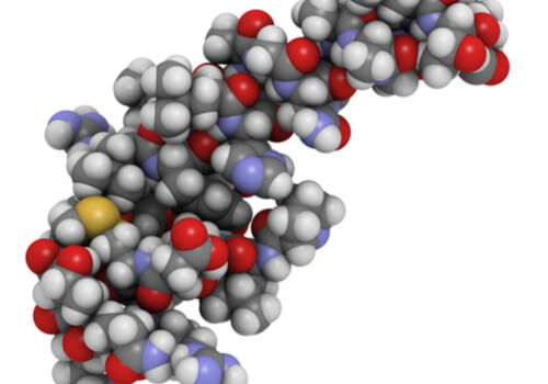 Las orexinas y su influencia en el sueño y en la alimentación