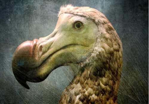 La teoría del pájaro Dodo en psicología