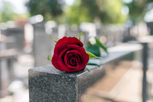 Rosa en una lápida