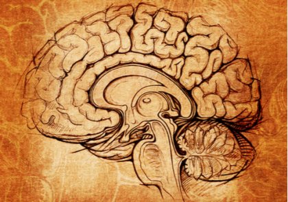 Núcleo lenticular, el centro de la motivación y el aprendizaje