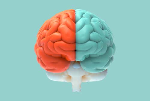 Cerebro con los hemisferios coloreados