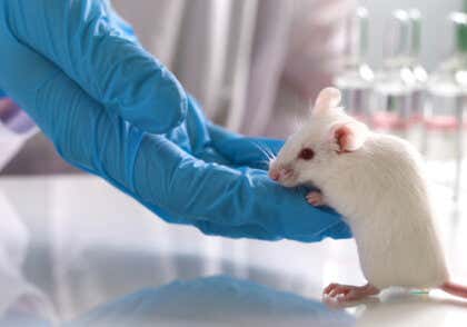 ¿Qué ocurre con la experimentación con animales?