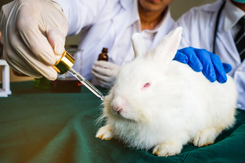 Conejo en un laboratorio