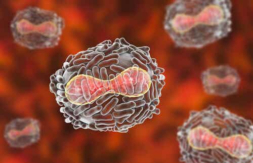 Virus de la variola