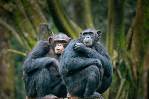 Dos chimpancés