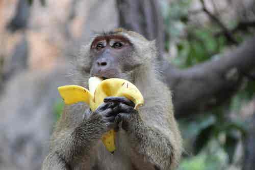 El experimento de los monos y las bananas