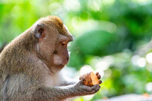 Mono con una patata
