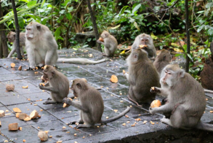 El efecto del centésimo mono