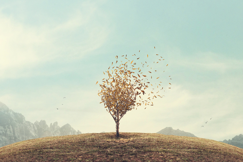 Árbol en mitad del campo