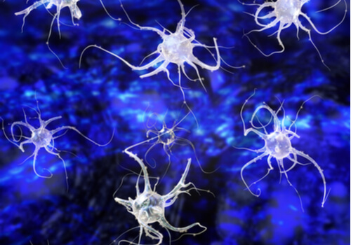 Neuronas espejo