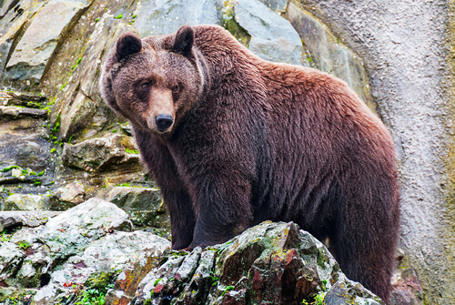 Oso