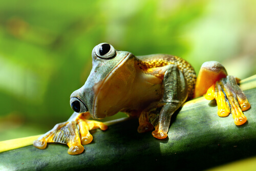 Rana