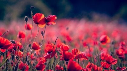 La naturaleza, nuestro hogar: sentir, conectar y cuidar