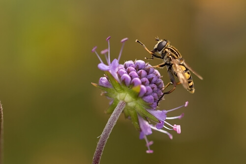 Abeja sobre una flor