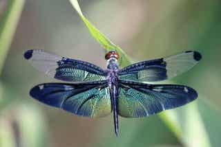 La bella metáfora de la libélula y los ciclos de la vida