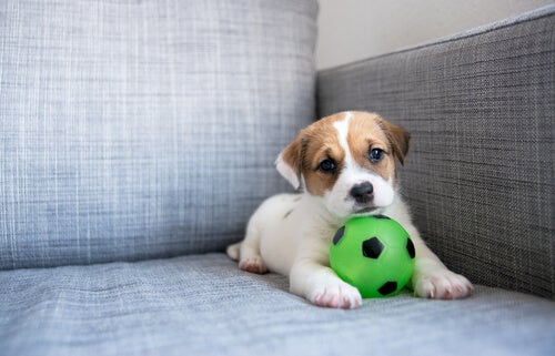 Cachorro con una pelota