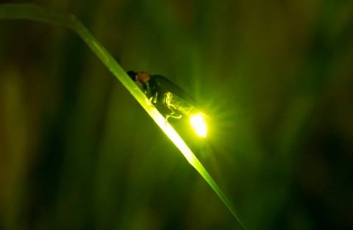 Firefly