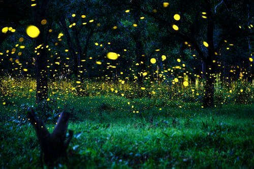 fireflies at night