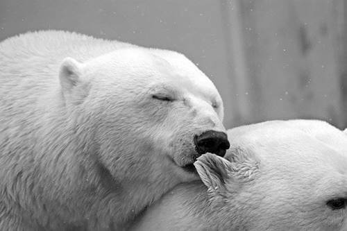 Osos polares representando que El mundo necesita más besos