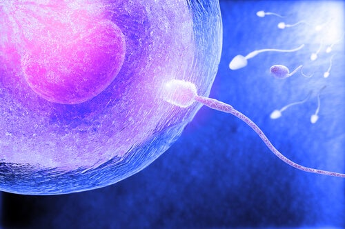 Óvulo con espermatozoide