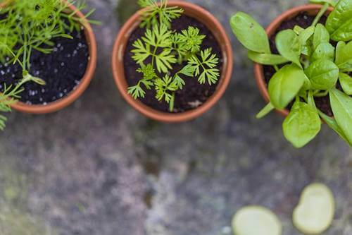 Plantas representando el placer de Cultivar un huerto en casa durante la pandemia