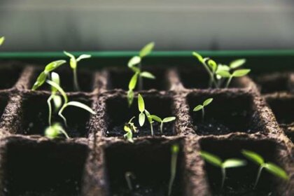 Cultivar un huerto en casa, más que una moda