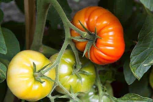Tomates para representar Cultivar un huerto en casa durante la pandemia