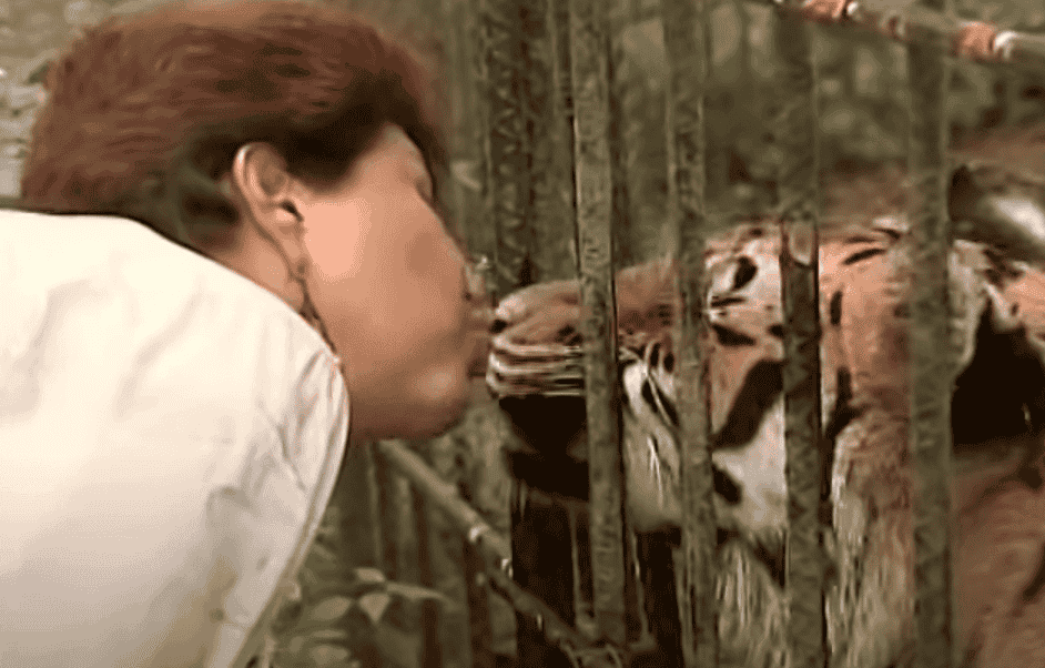 Eläintenpelastaja Ana Julia Torres antaa suukon tiikerille.