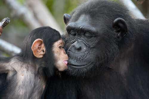Cría de chimpancé con su madre