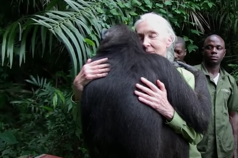 Jane Goodall, de aficionada a referente mundial