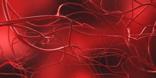 Venas del sistema circulatorio