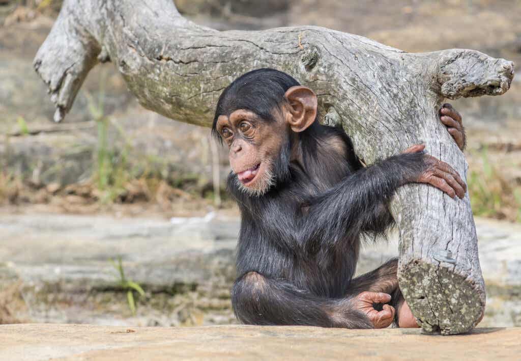 Bebé chimpancé del proyecto Washoe