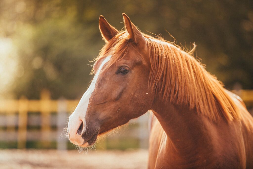 Miedo a los caballos o hipofobia