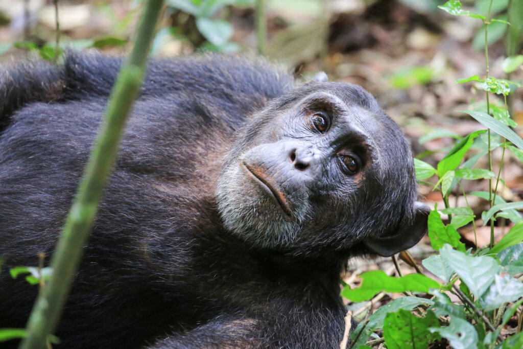 Chimpancé